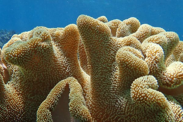 Personalised Cairns Great Barrier Reef Trip